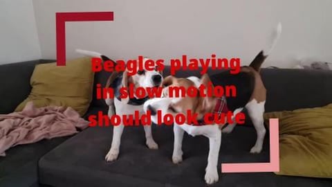 Beagles playing in slow motion should look cute,