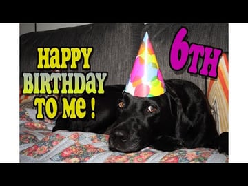 Percy the Labradors 6th Birthday