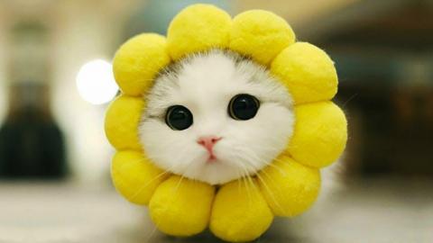 Baby Pets - Cute and Funny Pets Videos Compilation ????