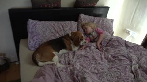 Protective Dog Watches Over A Sleeping Child