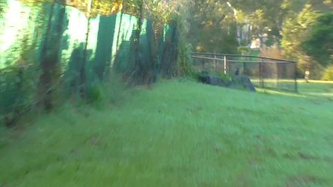 Found cat and Malamute & Husky didn't care