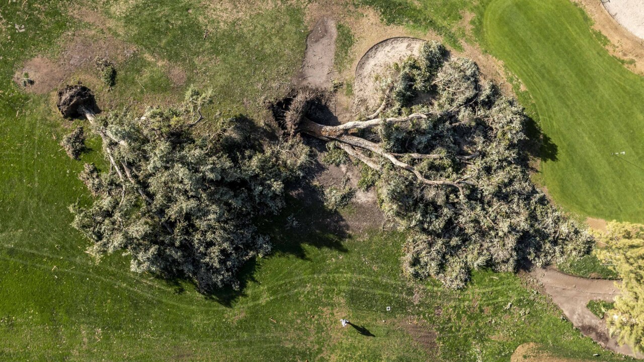 Drone video: Trees down in William Land Park in Sacramento CA ...