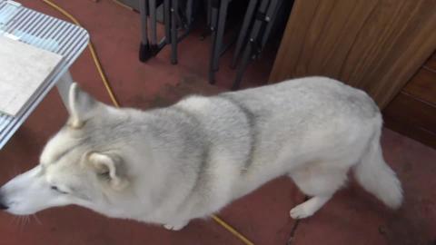 Husky & Malamute love sausage for dinner
