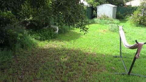 Hunting for Lizard Friend & its pouring, of concrete