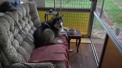 Hurt Malamute gets treated like a King