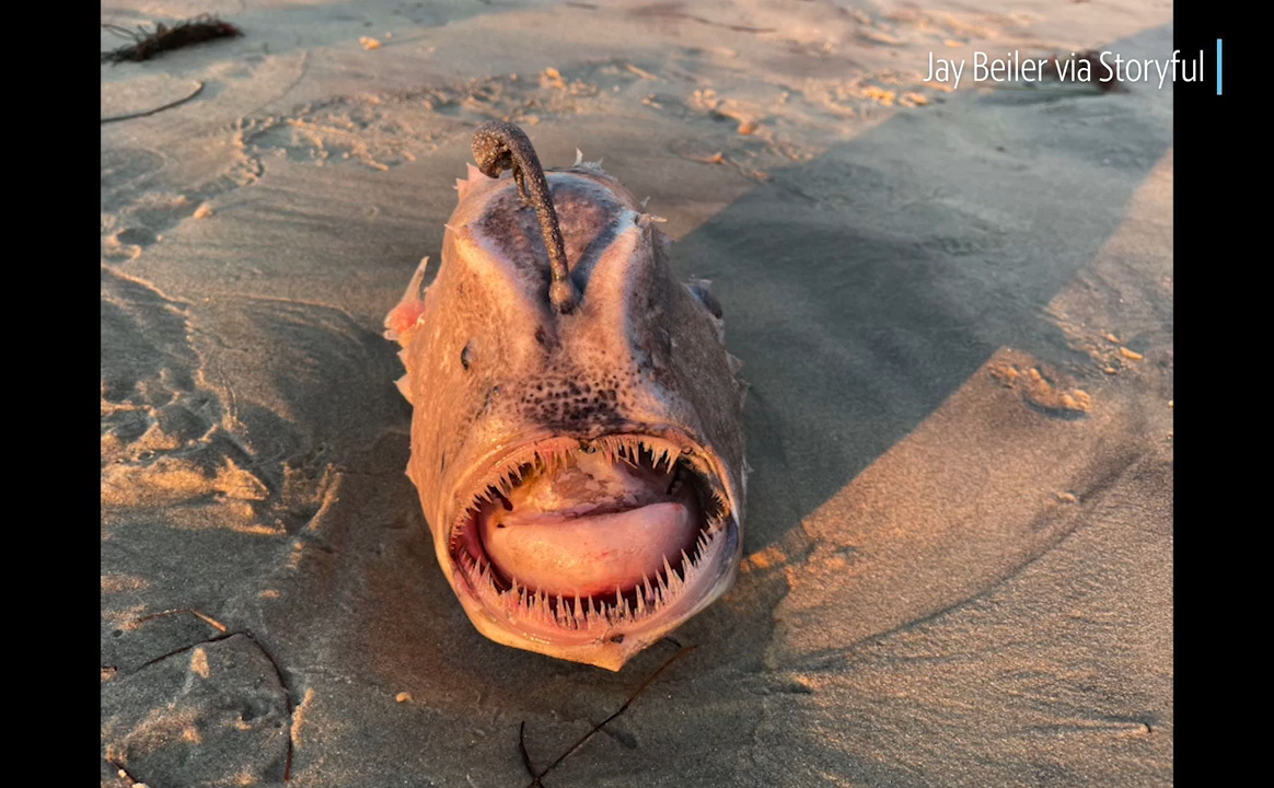 Second rare deep-sea anglerfish washes on San Diego CA beach