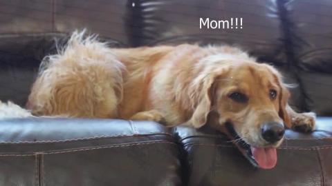 Funny Dogs Reaction To Clown Pennywise!