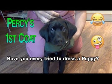 Our Puppy Percy the Black Labrador Retriever Tries on his...