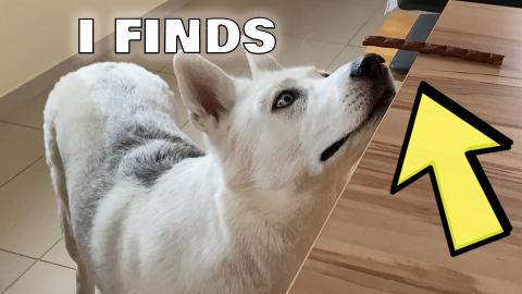 Treat Hunt! Will she find all the treats?