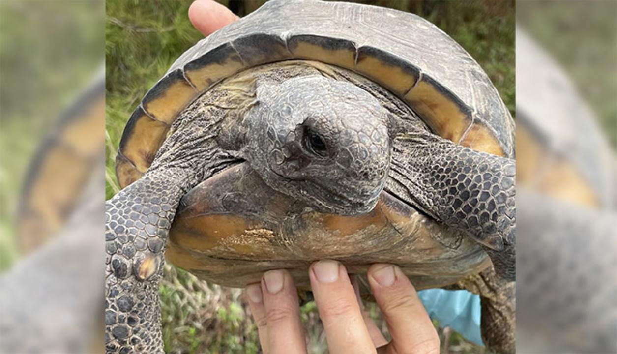 Video SC wildlife expert on snakes, gopher tortoise burrows | Hilton ...