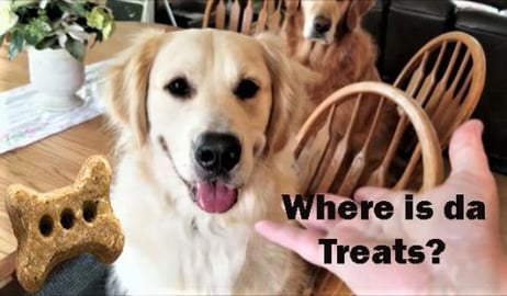 Funny Dogs Reaction To Invisible Treats!