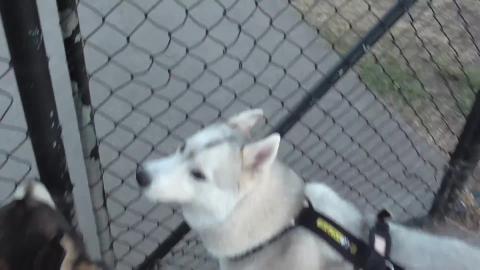Off-leash fenced dog park