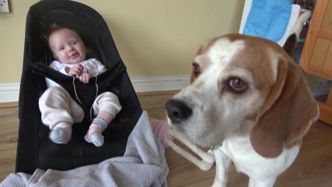Baby Loves When Dog Takes Care of Her 