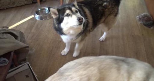 Malamute & Husky try sweet potato for the first time