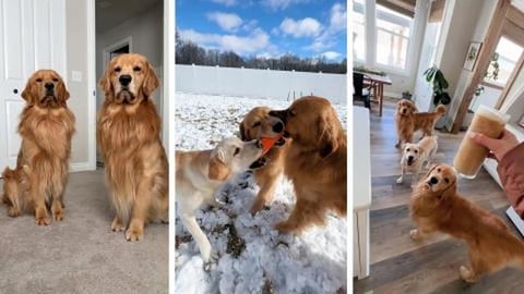 A Puppy Sleepover Party | Part 1