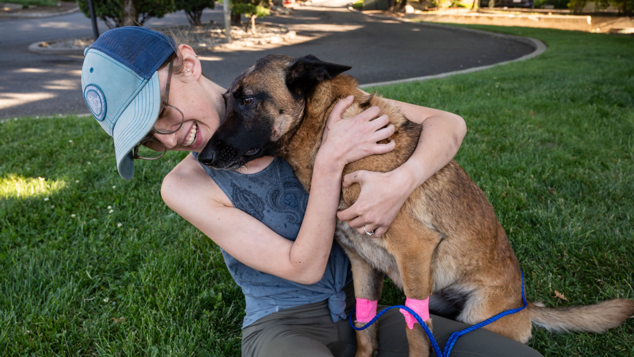 Falcon Escapes From Handler And Attacks Elk Grove Family's Dog - CBS  Sacramento