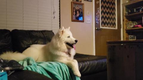 My Husky Winked At Me