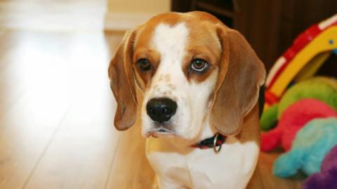 Clever dog playing in finding keys