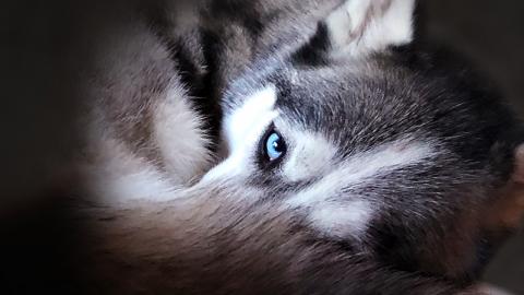 What's My Husky Doing? | Funny Dogs Video 