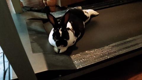 BUNNY SAYS NO MORE #HOTGIRLSUMMER FOR ME