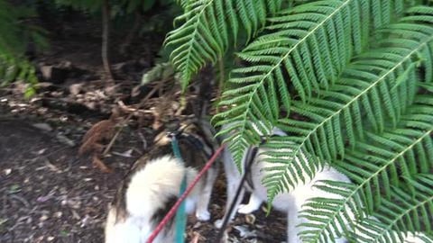 No Nala or her sister, but did talk to Husky Friend and f...