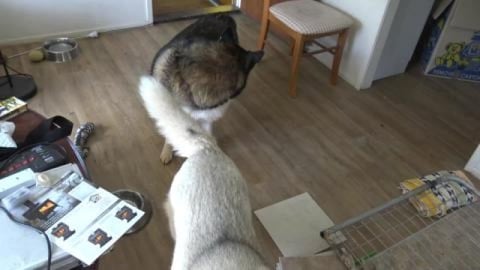 Red Husky supervises work on fireplace and doggy bath