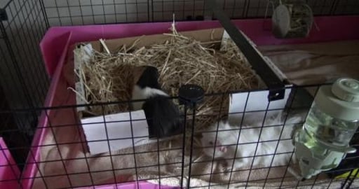 Happy Guinea Pigs coming back to a clean home after mowin...