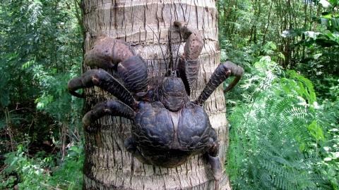 10 Freakishly Large Animals
