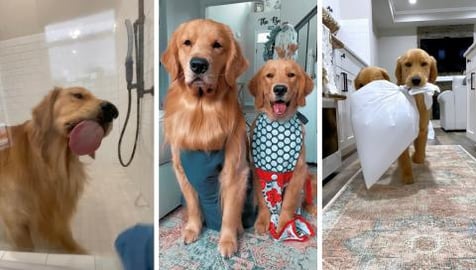 My Dogs Clean the House