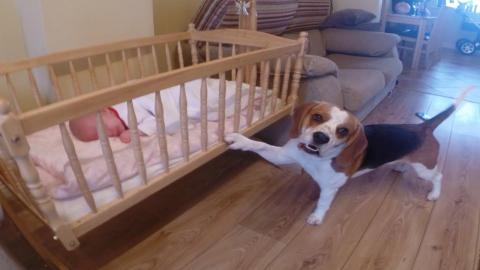 Cute Dog Rocking Sweet Baby To Sleep