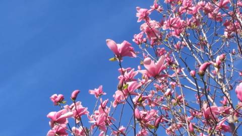 Relax With Zen Music Nature and Animals  Meditation Video...