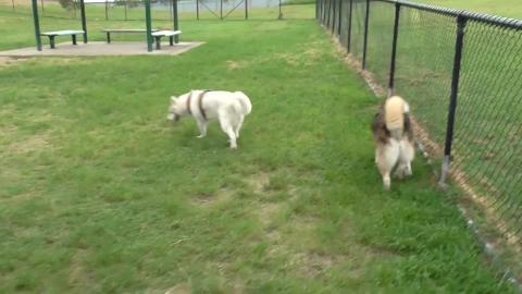 Malamute doing Rollie-Pollie, Husky - what's he doing