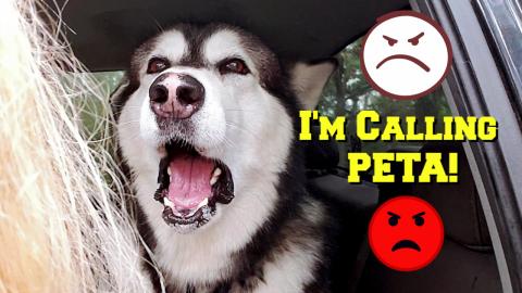 Mad Malamute Argues With Owner When He Sees Small Dogs
