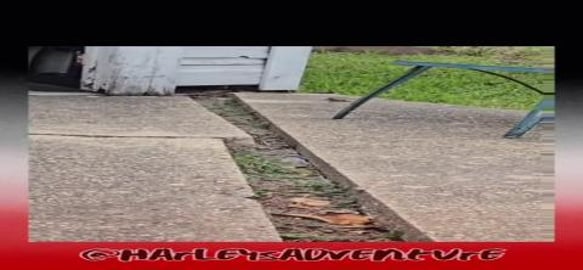 Lizard Fight @HarleysAdventure #reptiles #lizards #showdo...