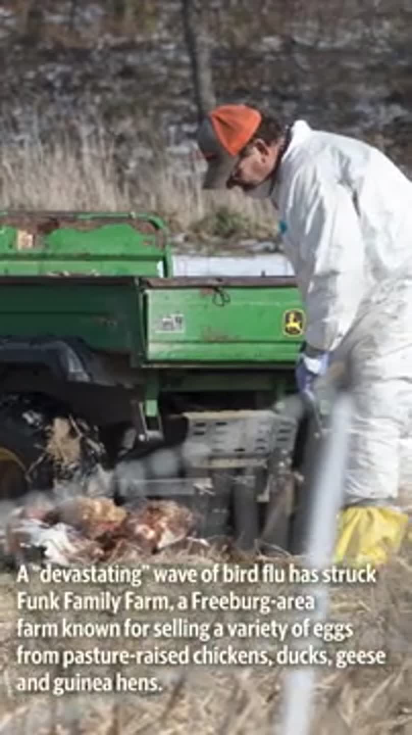 Bird flu causes farmer to lose entire chicken flock (Video ...