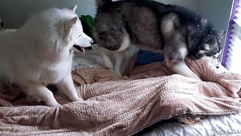 Hiding From My Husky & Malamute I Try To Trick Them!