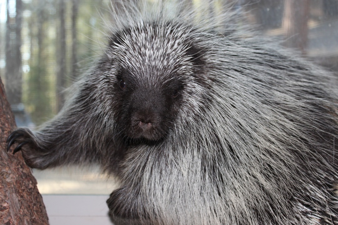 Lake Tahoe wildlife group opens outdoor center Sacramento Bee