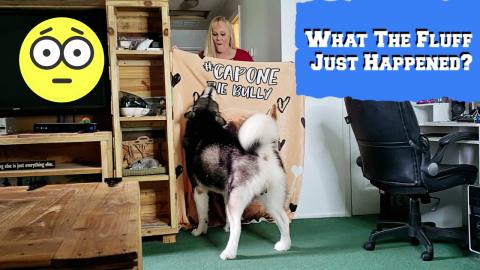 Malamute's What The Fluff Challenge With A Twist 