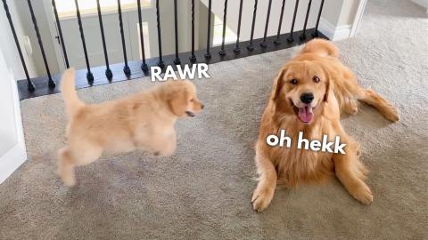 I Did a Sneak Attack!