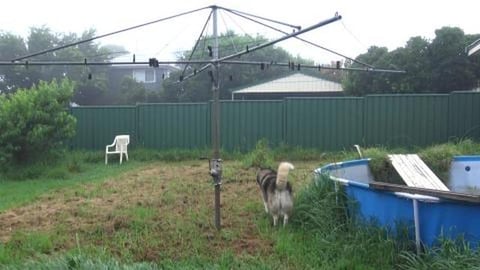 Miserable day & Husky doesn't want to come out