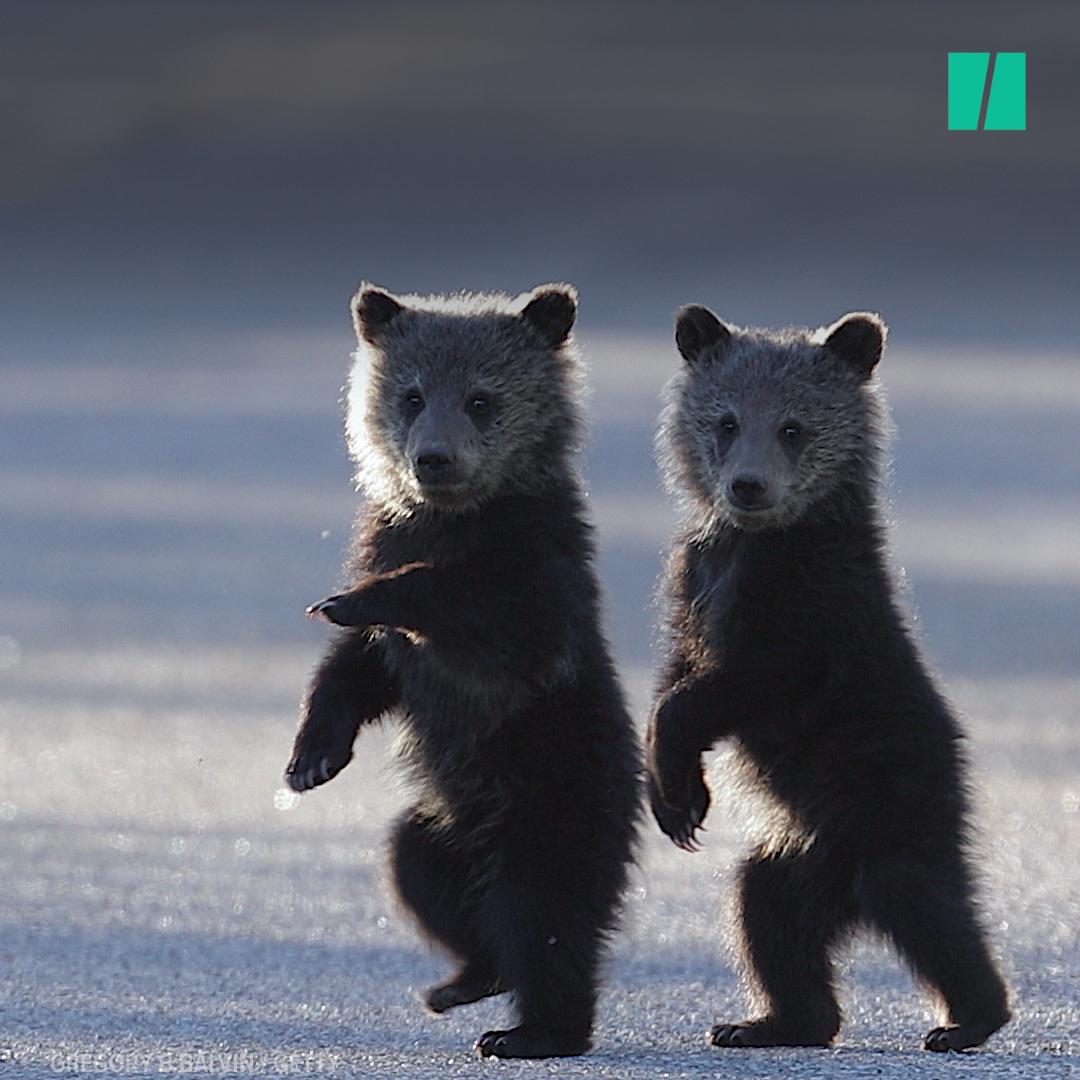 2 Fat Bears Have Formed A Friendship Experts Say Is Groundbreaking ...