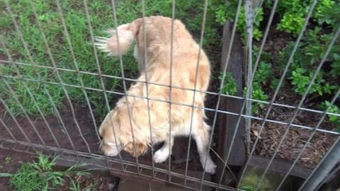 Golden Retriever has a sore back foot, husky rolls in per...