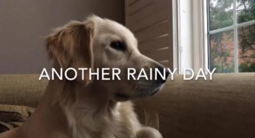 Lola and the Giant Cookie. 