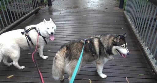 Creek is flowing past mums, Husky Mack & Golden Retriever...