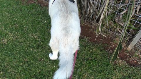 Important investigation for Husky