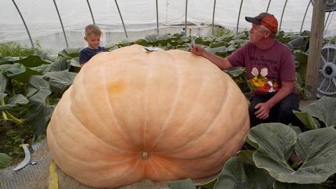 Go Fish on a soon to be 1 TON Pumpkin!