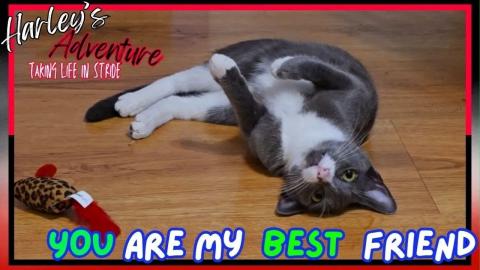 Cat's Best Friend