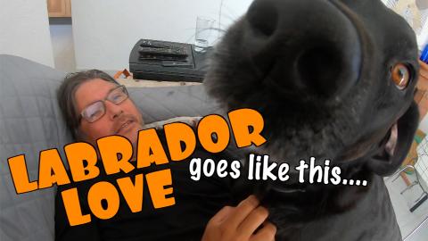 For the Love of Percy the Labrador