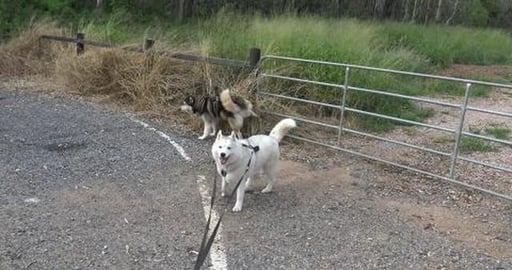 Husky hike at Mt Lofty