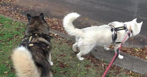 Short walk, very short for a husky, we went to visit Husk...